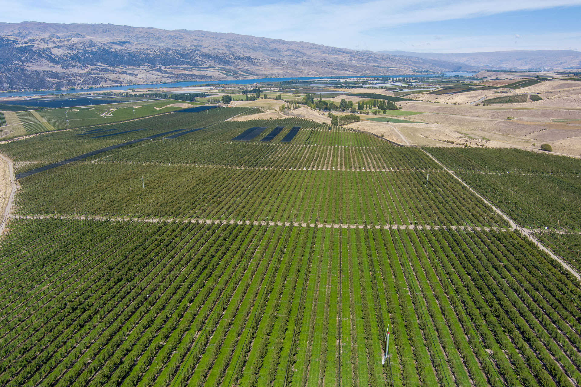 Mt Pisa Cherry Orchard from the air looking down on the trees